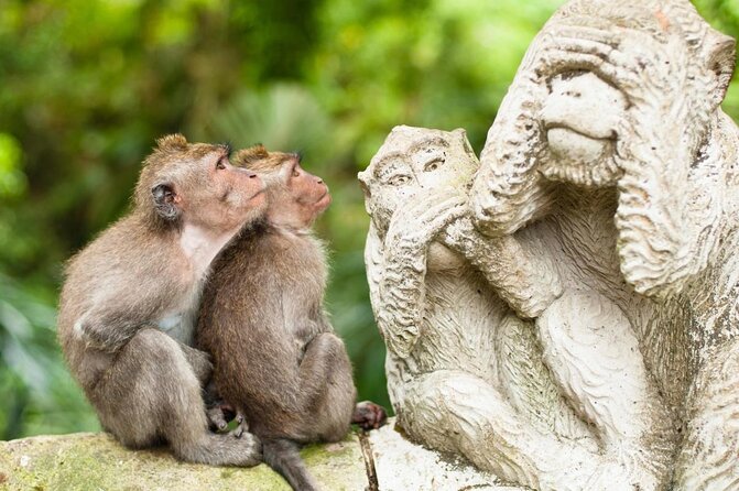 Ubud: Monkey Forest, Jungle Swing, Rice Terrace, and Water Temple - Key points to know before you go