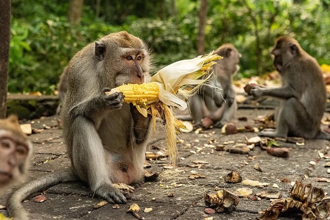 Ubud Monkey Forest - Rice Terrace - Jungle Swing - Water Temple - What the $32.40 price really buys you