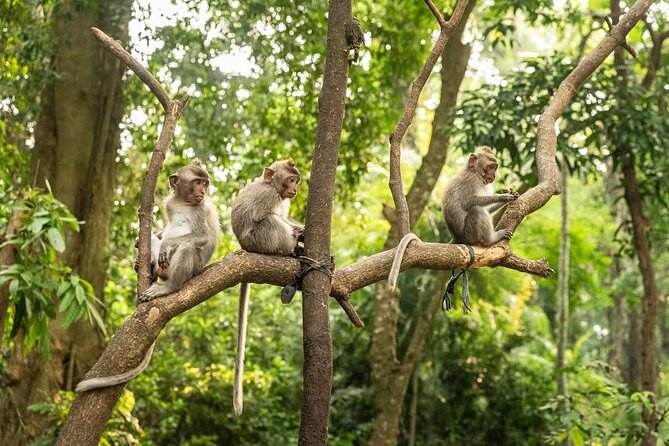 Ubud Monkey Forest - Rice Terrace - Jungle Swing - Water Temple - Tegalalang rice terraces and the swing stop