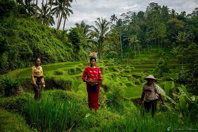 Ubud Monkey Forest - Rice Terrace - Jungle Swing - Water Temple - Tegenungan Waterfall and time near the pool