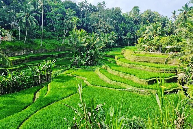 Ubud Monkey Forest - Rice Terrace - Jungle Swing - Water Temple - Why the private driver makes a difference