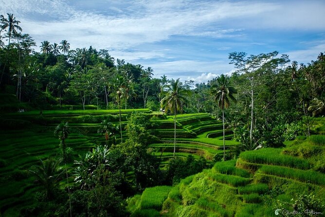 Ubud Monkey Forest - Rice Terrace - Jungle Swing - Water Temple - Timing, traffic, and the shape of the day
