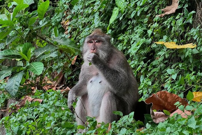 Ubud Monkey Forest - Rice Terrace - Jungle Swing - Water Temple - Starting with monkeys in a forest setting