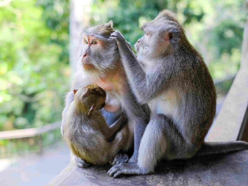 Ubud: Monkey Forest, Temple, Rice Terraces, Hidden Waterfall - Key points to know before booking