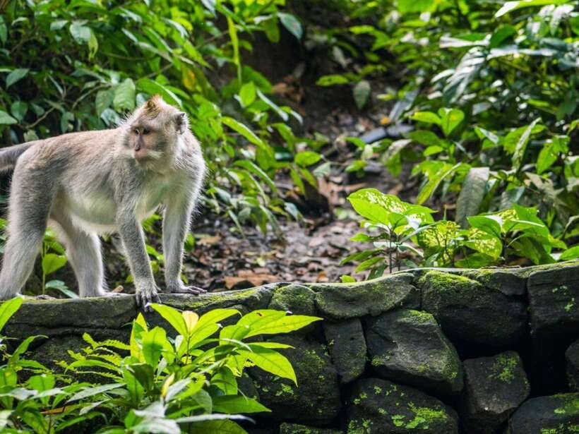 Ubud: Monkey Forest, Temple, Rice Terraces, Hidden Waterfall - A broad day around Ubud, not just a photo stop