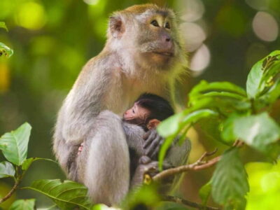Monkey Forest, Temple, Rice Terraces, Hidden Waterfall