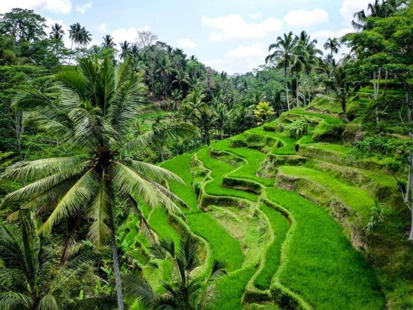 Ubud: Monkey Forest, Temple, Rice Terraces, Hidden Waterfall - The guides are a major part of the experience