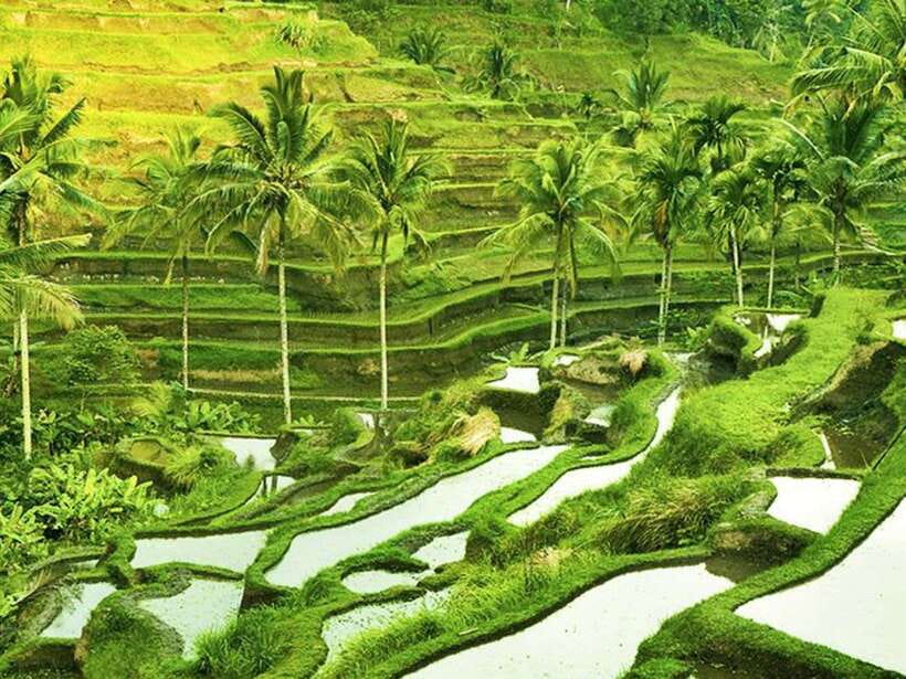 Ubud: Monkey Forest, Temple, Rice Terraces, Hidden Waterfall - Who should book this Ubud day?