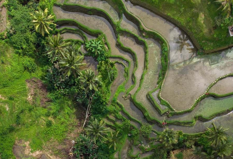 Ubud: Rice Terrace, Holy Water Temple & Waterfalls Trek Tour - Who should book this Ubud tour?