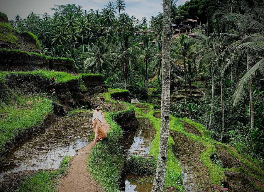 Ubud: Rice Terrace, Holy Water Temple & Waterfalls Trek Tour - Guides, drivers, and the human side of the day