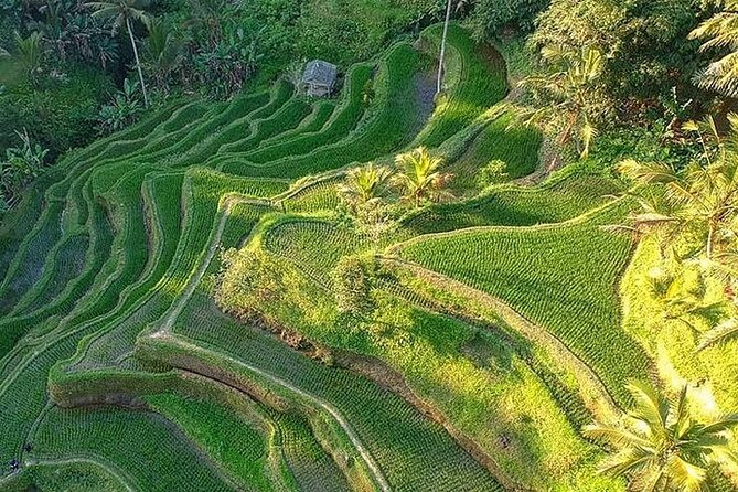 Ubud: Swing - Monkey Forest - Waterfall - Temple - Rice Terraces - Art Crafts - Tirta Empul and Balinese purification rituals