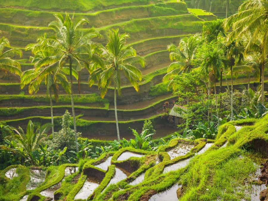 Ubud: Tirta Empul Water Purification Ritual, Private Tour - A quieter break at Manuaba Waterfall