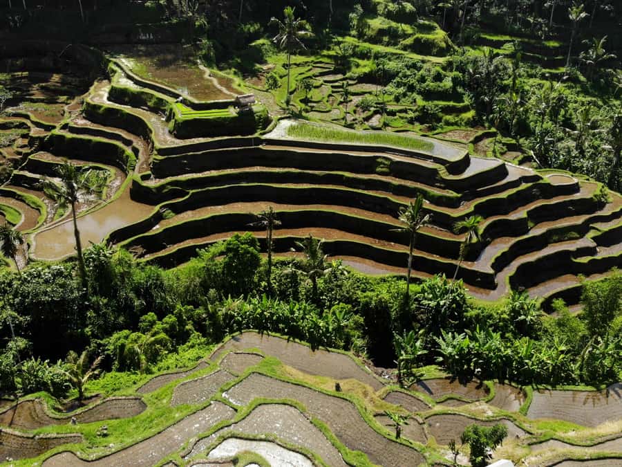 Ubud: Tirta Empul Water Purification Ritual, Private Tour - Rice terraces at Uma Ceking