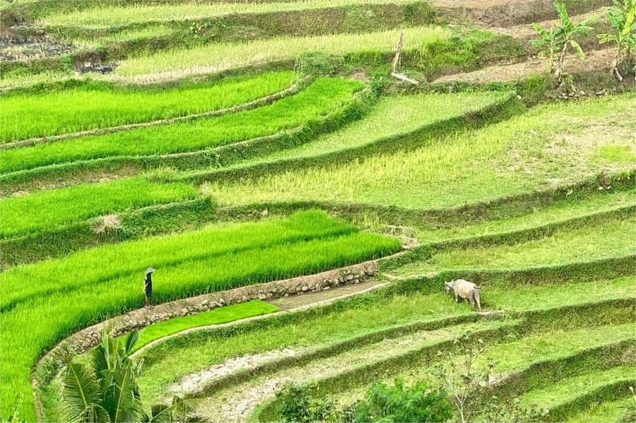 Yogyakarta: Selogriyo Temple, Rice Terraces & Waterfall Tour - Walking through Selogriyo’s working rice terraces