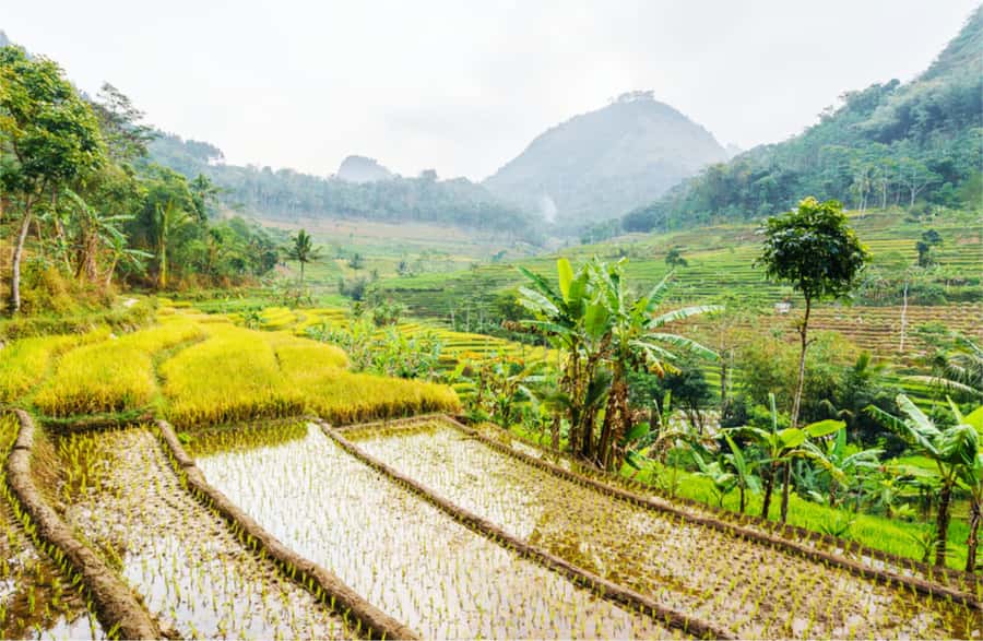 Yogyakarta: Selogriyo Temple Tour & Java Rice Terrace Trek - Key points to know before booking