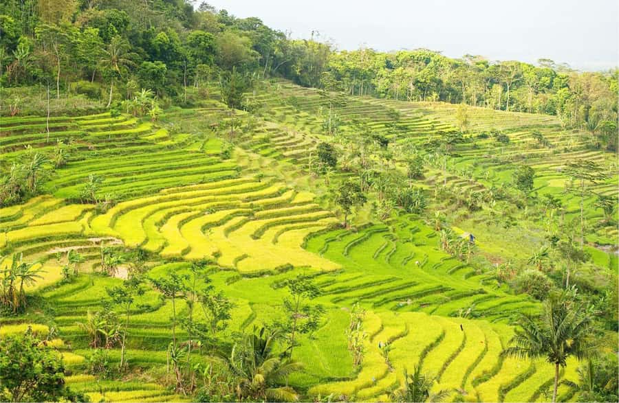 Yogyakarta: Selogriyo Temple Tour & Java Rice Terrace Trek - Why Selogriyo feels different from Yogyakarta’s main sights