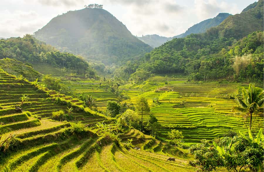 Yogyakarta: Selogriyo Temple Tour & Java Rice Terrace Trek - Walking through Java’s working rice terraces