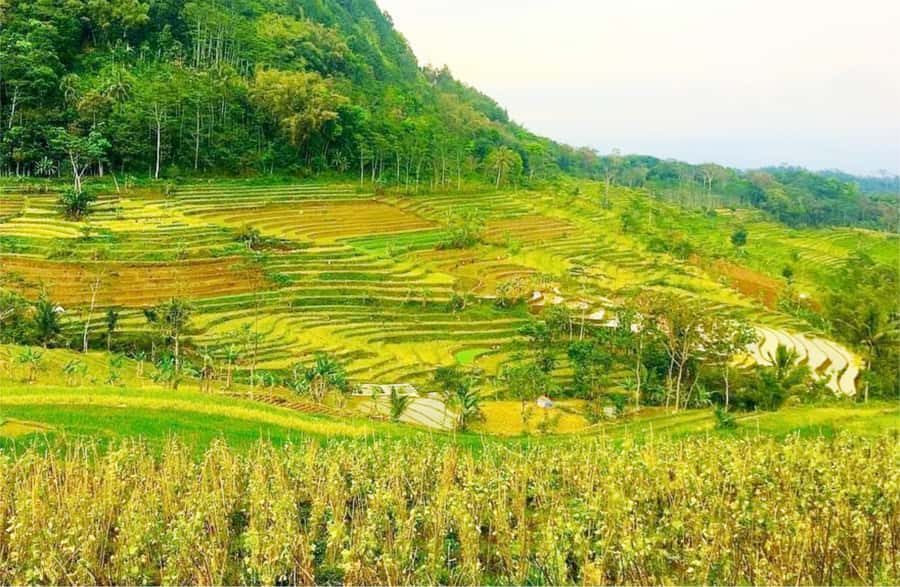 Yogyakarta: Selogriyo Temple Tour & Java Rice Terrace Trek - The two-hour ride from Yogyakarta